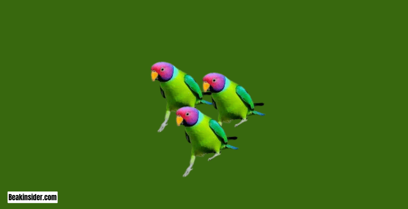 Plum-Headed Parakeet