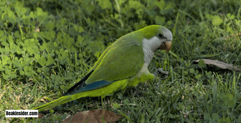 Quaker Parrots
