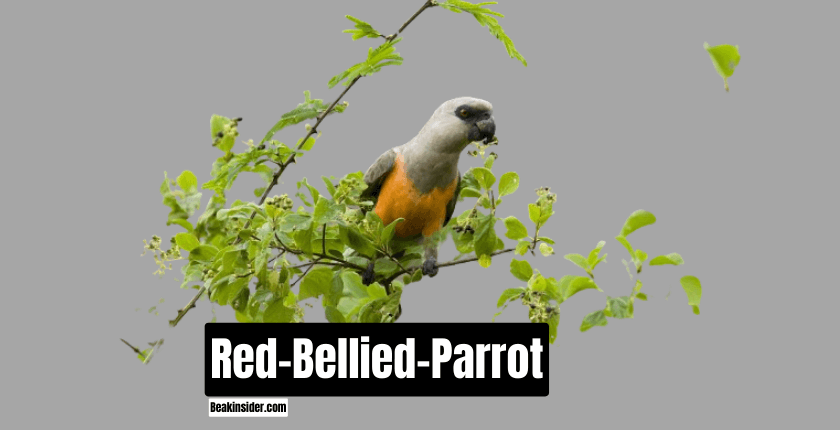 Red-Bellied-Parrot