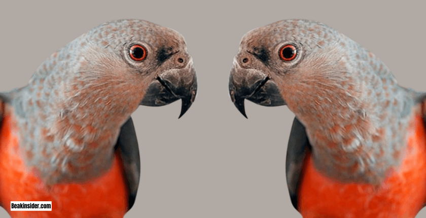 Red-bellied Parrot Adoption or Purchase