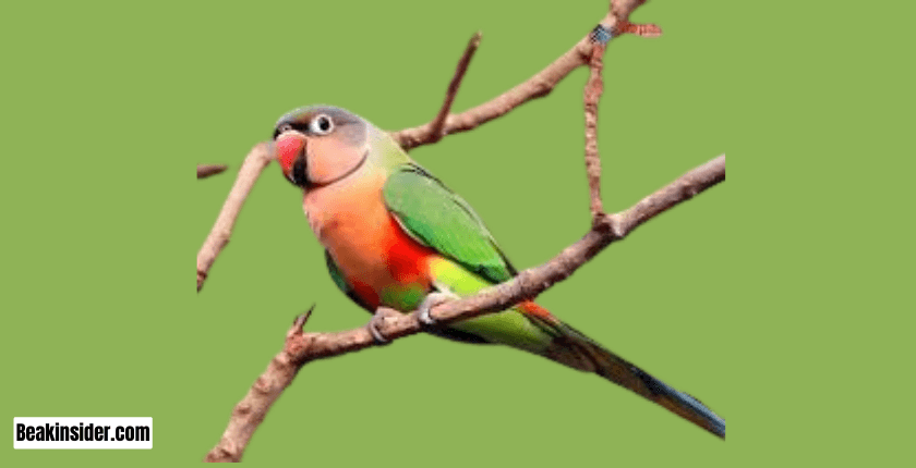 Red-Breasted Parakeet