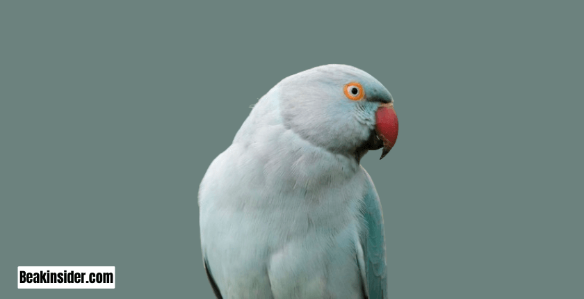 Rose-Ringed Parakeet