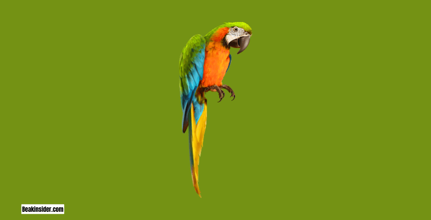 Senegal Parrots