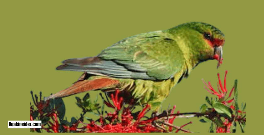 Slender-Billed Parakeet