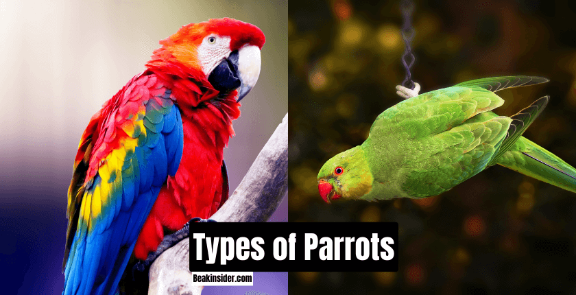 Types of Parrots