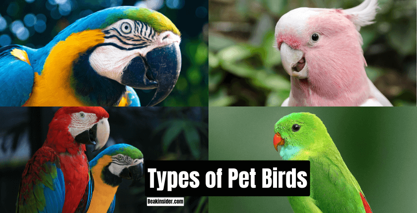 Types of Pet Birds