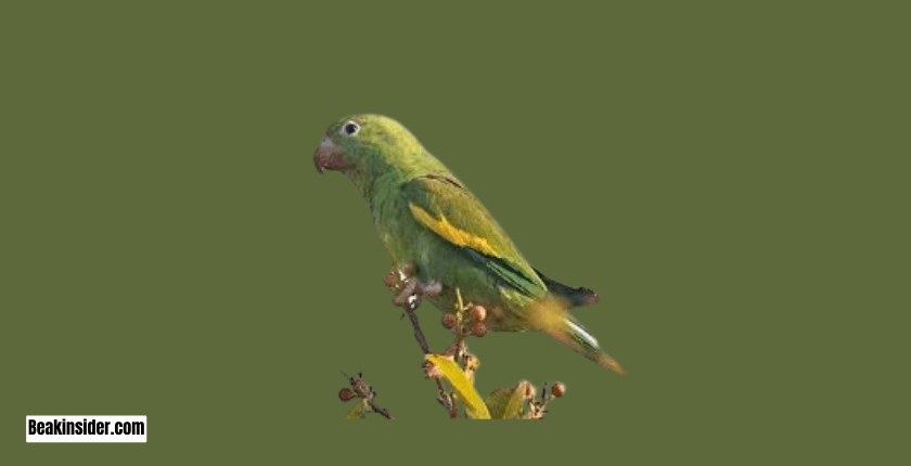 Yellow - Chevroned Parakeet