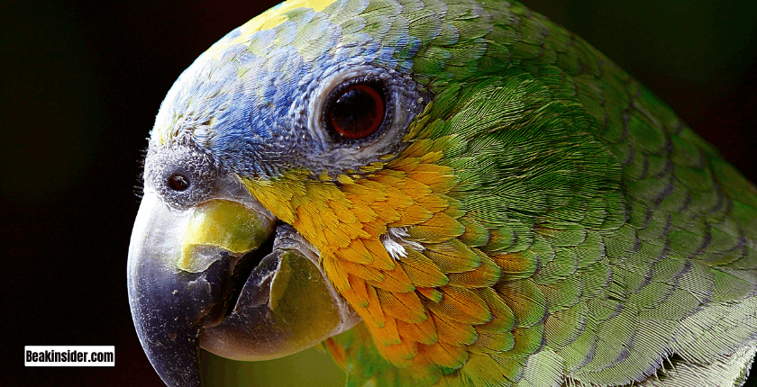 Yellow-Naped Amazon Parrots