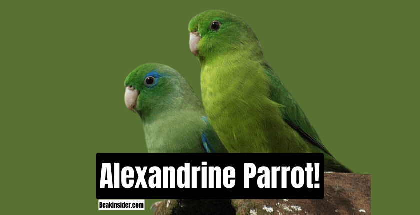 Alexandrine Parrot!