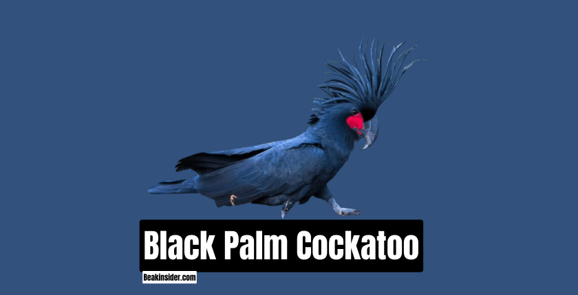 Black Palm Cockatoo