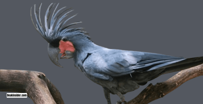 Colors of Black Palm Cockatoo