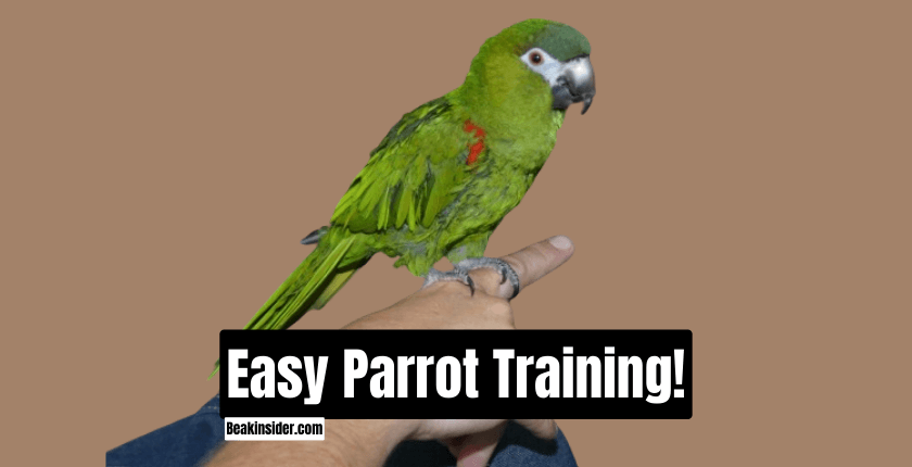 Easy Parrot Training!