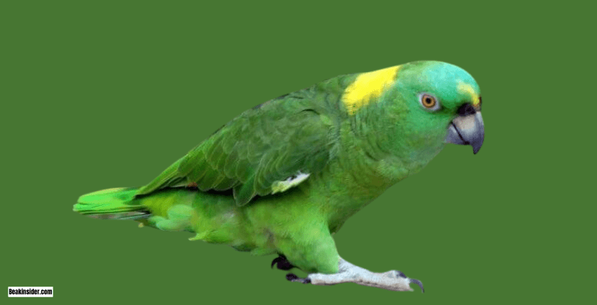 History of Orange Winged Amazon Parrot