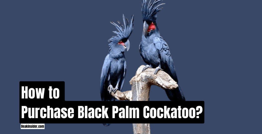 How to Purchase Black Palm Cockatoo?