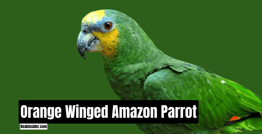 Orange Winged Amazon Parrot