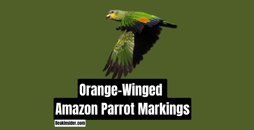 Orange-Winged Amazon Parrot Markings