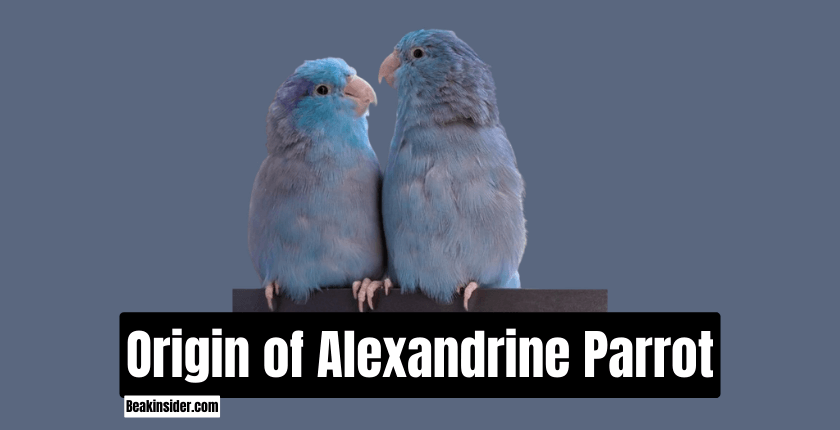 Origin of Alexandrine Parrot