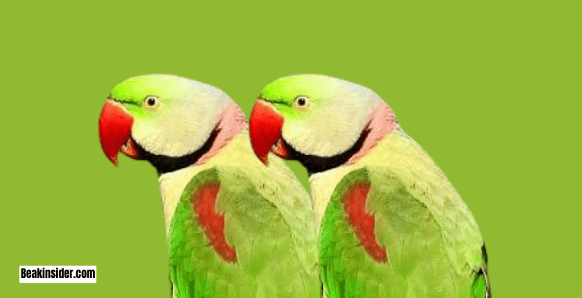 Parrotlet Populations 