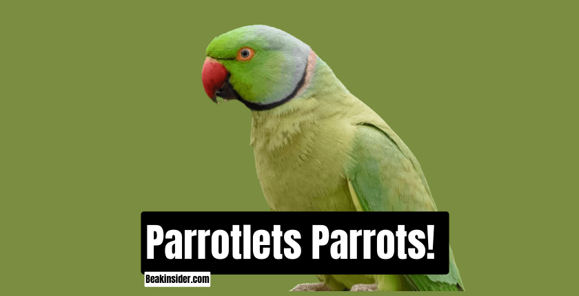 Parrotlets Parrots!