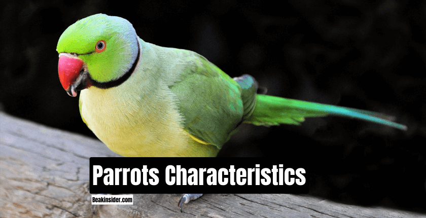 Parrots Characteristics