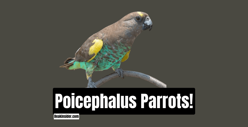 Poicephalus Parrots!