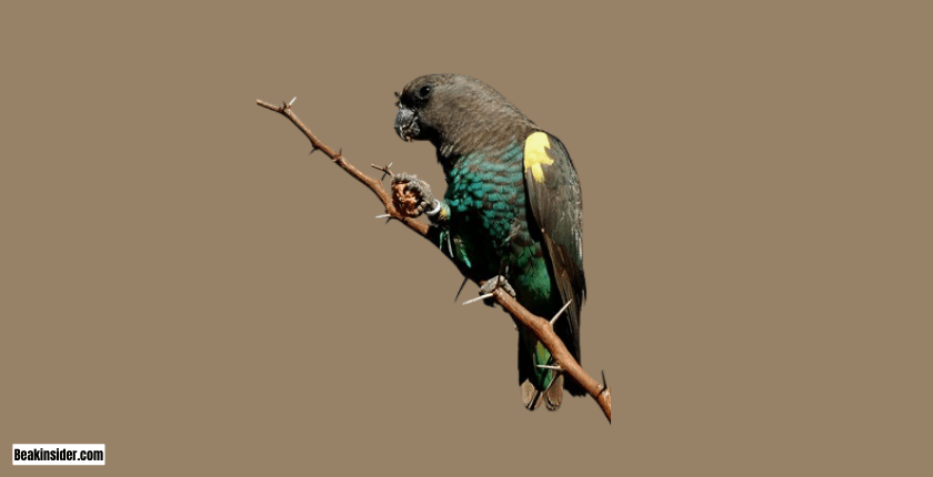 Purchase of Poicephalus Parrots