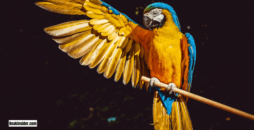 Types of Parrots