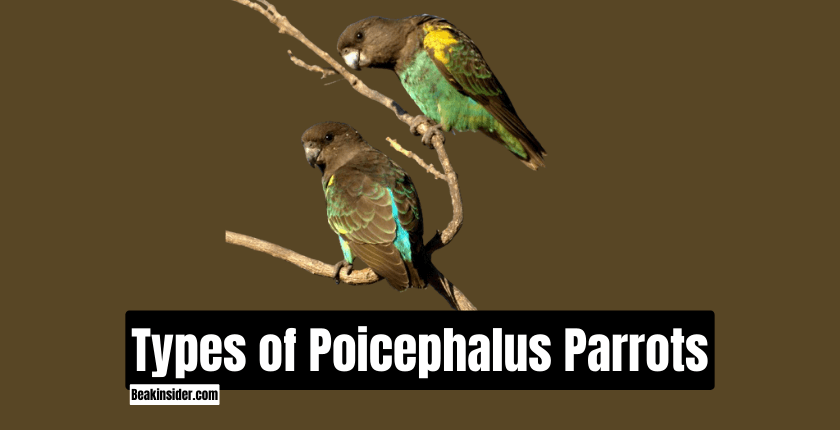 Types of Poicephalus Parrots