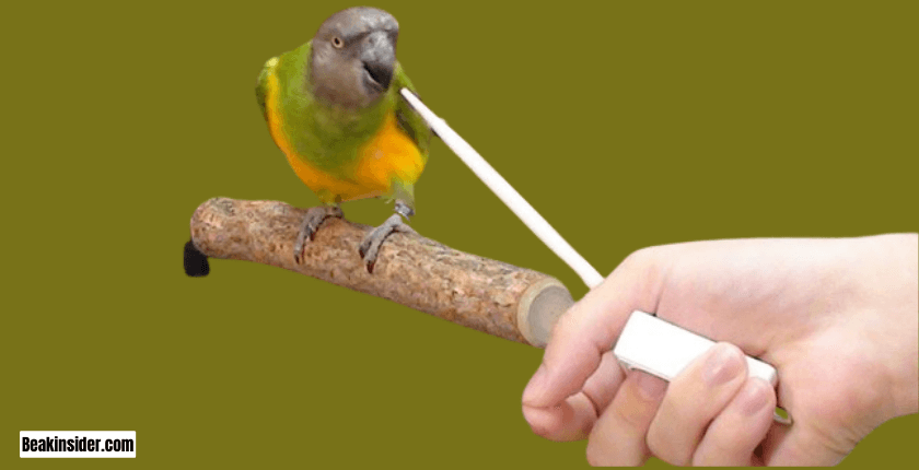 Understanding Parrot Behavior