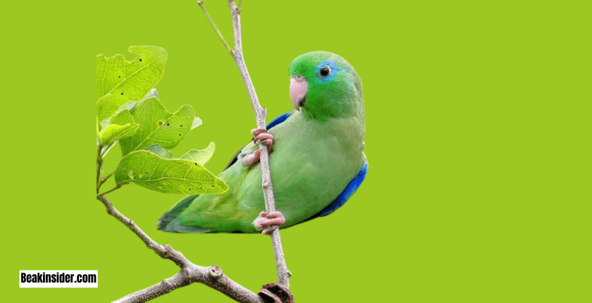 Vocalizations of Alexandrine Parrot