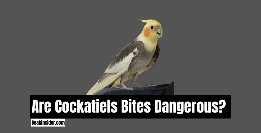 Are Cockatiels Bites Dangerous