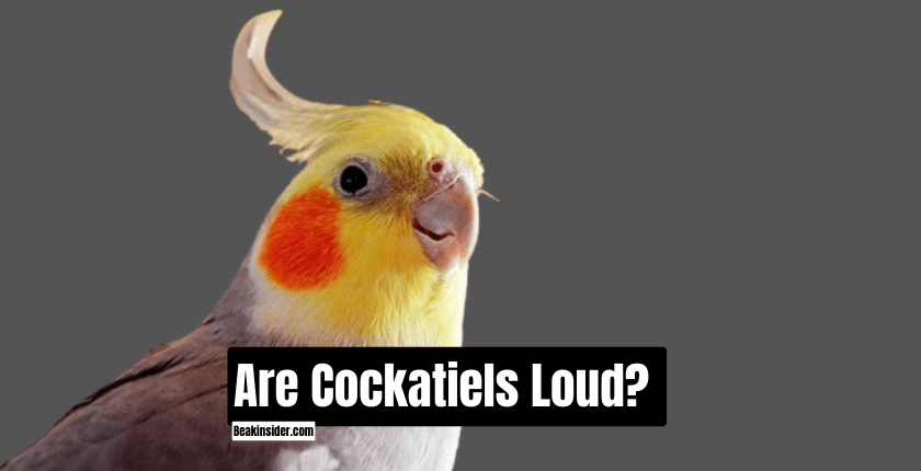 Are Cockatiels Loud