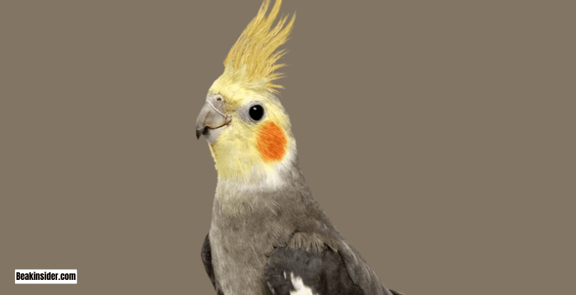 Are Cockatiels Loud at Night?