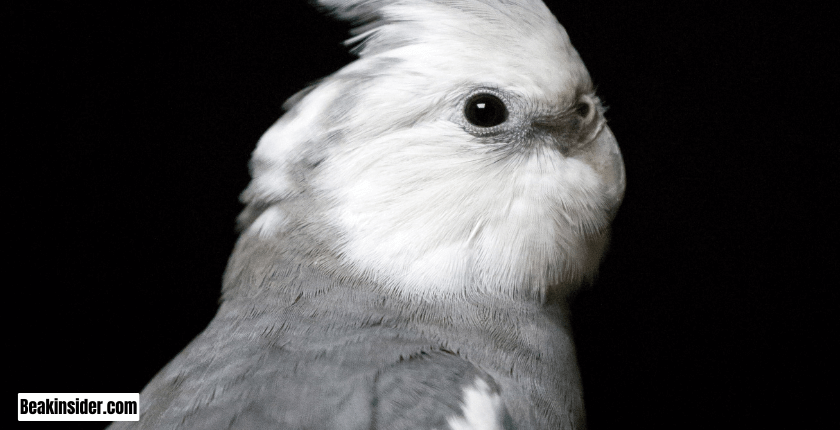 Behavior of Cockatiel Parakeet