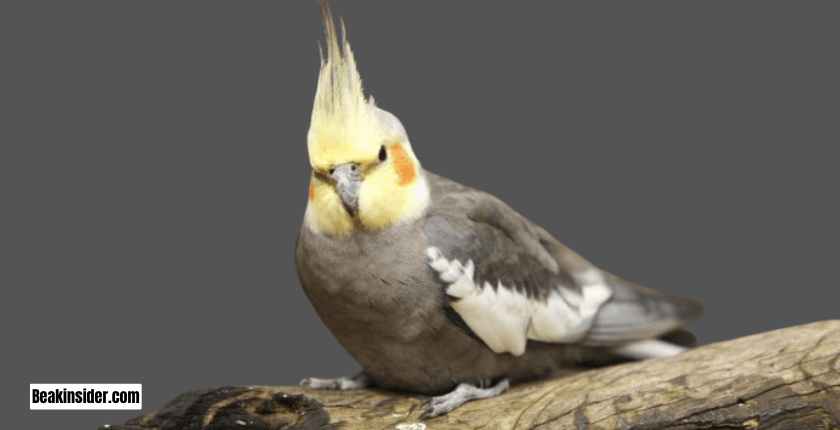 Breeding Cockatiels in Captivity