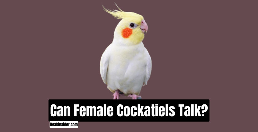 Can Female Cockatiels Talk