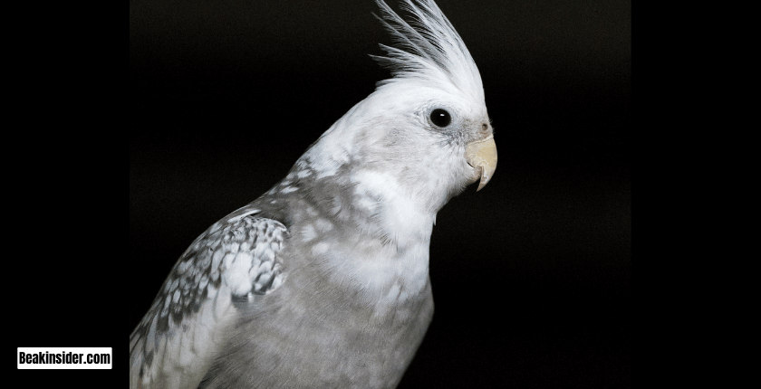 Can a Cockatiel Survive In Wild?