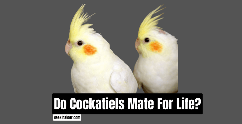 Do Cockatiels Mate For Life