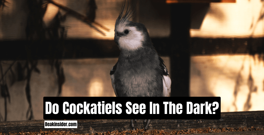 Do Cockatiels See In The Dark