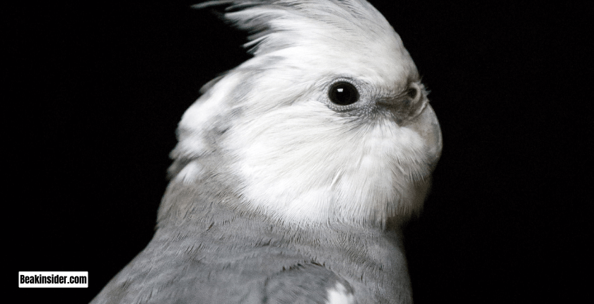 Do Female Cockatiels Have Orange Cheeks?