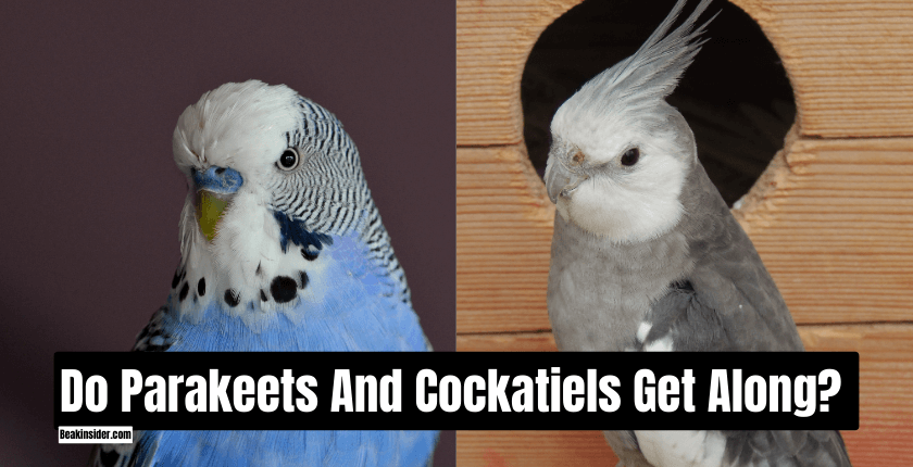 Do Parakeets And Cockatiels Get Along