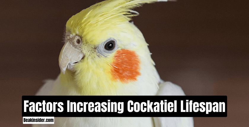 Factors Increasing Cockatiel Lifespan