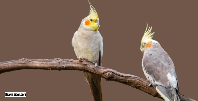 Factors Influencing Talking Ability of Female Cockatiels