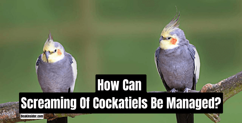 How Can Screaming Of Cockatiels Be Managed?