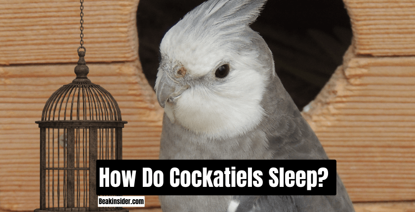 How Do Cockatiels Sleep