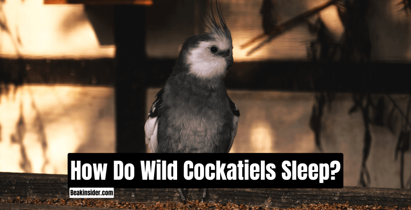 How Do Wild Cockatiels Sleep?