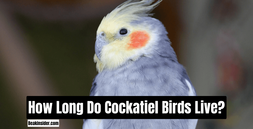 How Long Do Cockatiel Birds Live