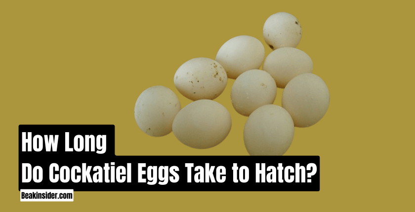 How Long Do Cockatiel Eggs Take to Hatch?