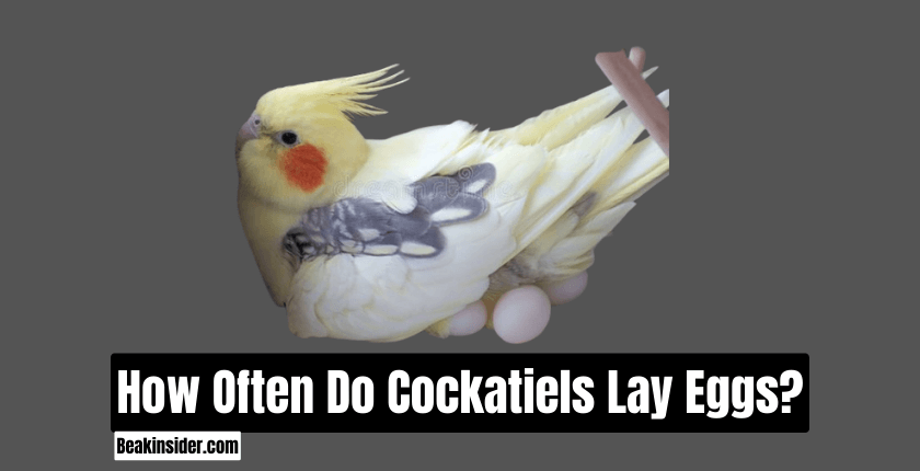 How Often Do Cockatiels Lay Eggs