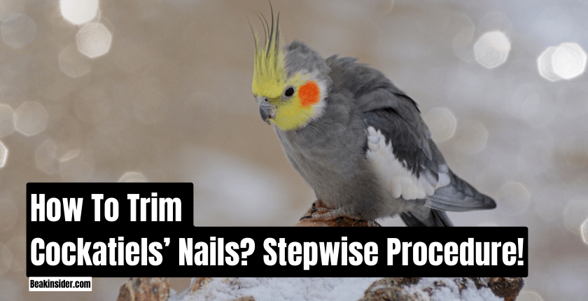 How To Trim Cockatiels’ Nails? Step-wise Procedure!